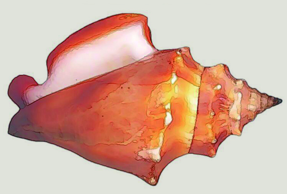 Uno dei primi strumenti musicali usati dall’uomo fu il guscio delle conchiglie